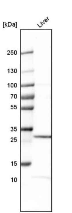 Claudin-12 Antibody, Novus Biologicals:Antibodies:Primary Antibodies